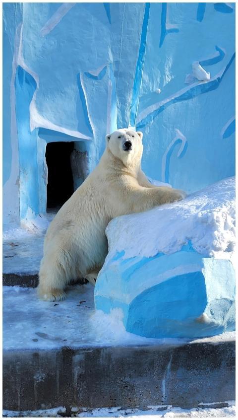 A polar bear resting in a snowy, painted enclosure