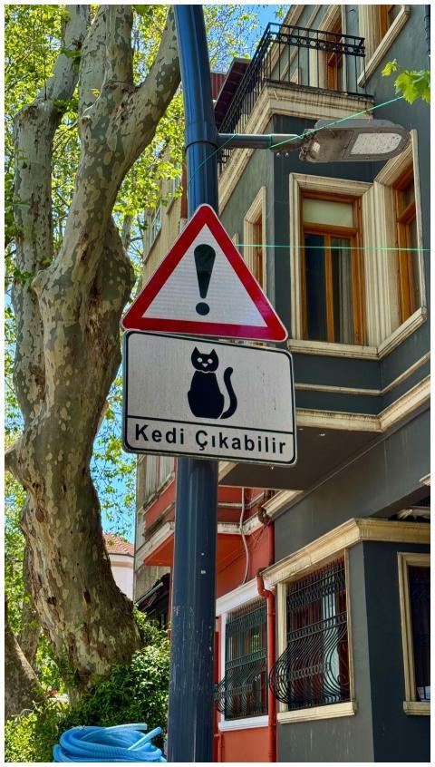Traffic warning sign with cat silhouette in Turkis