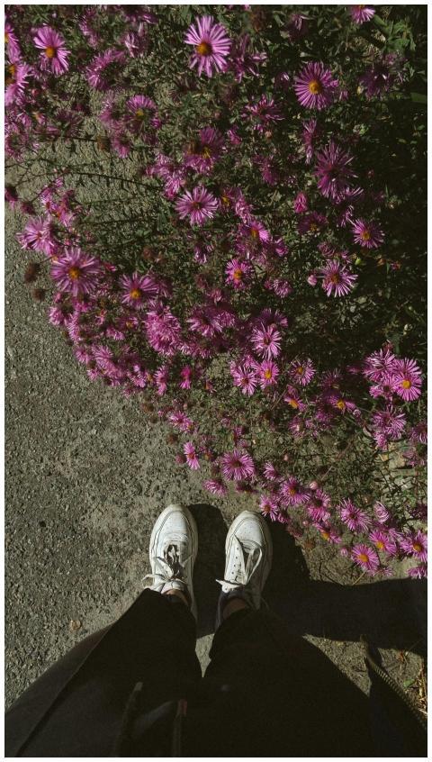 Feet in sneakers next to vibrant pink asters on a