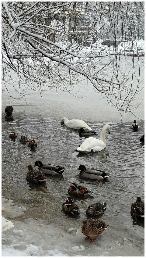 Swans and ducks gather on a snowy lake in a serene
