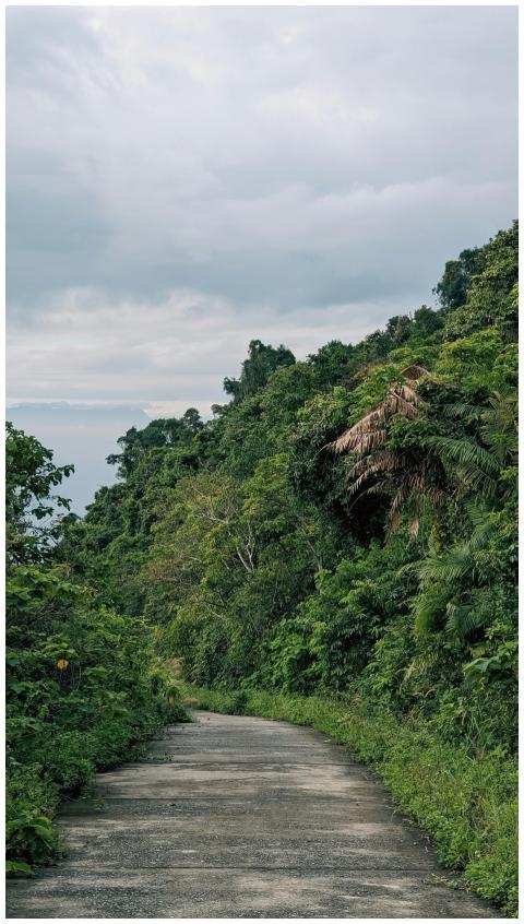 A scenic jungle pathway surrounded by lush greener