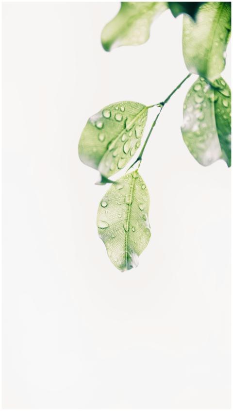 Close-up of fresh green leaves with water droplets