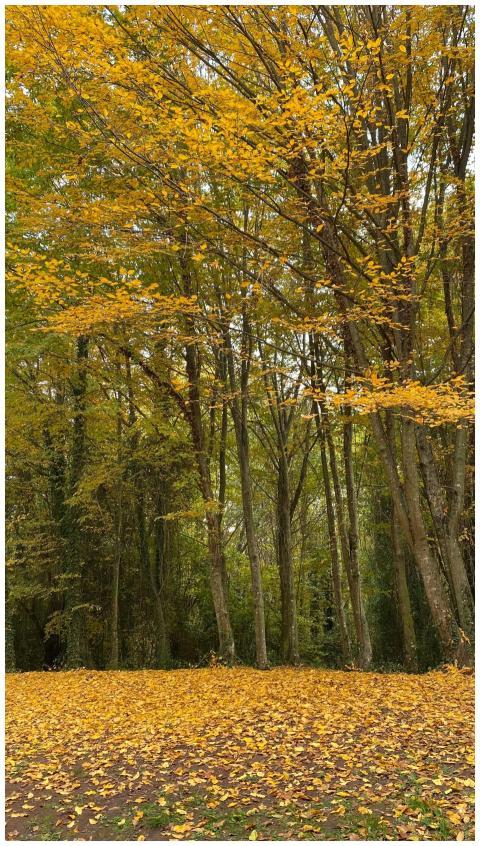 Tranquil forest scene with golden autumn leaves co