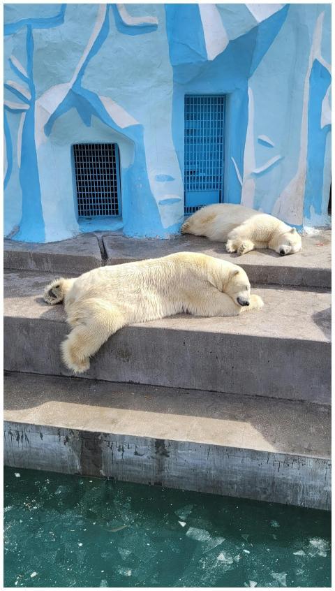 Two polar bears lounging on concrete steps at a zo
