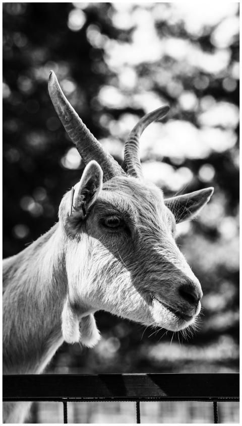 Close-up black and white photo of a goat with horn