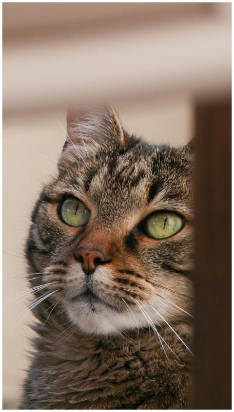 A stunning vertical portrait of a tabby cat with m