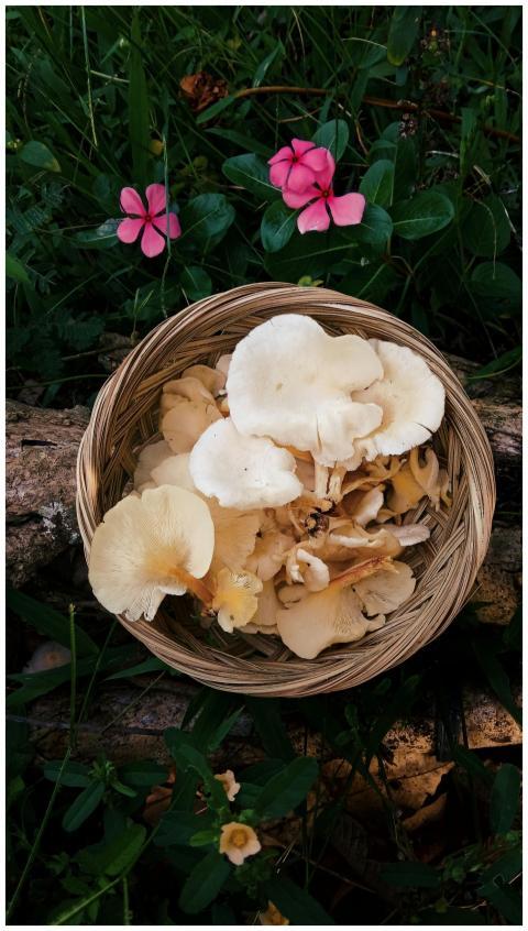 Top view of a woven basket filled with mushrooms,