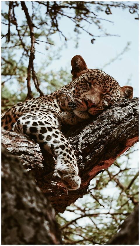 A serene leopard resting on a tree in Tanzania's w
