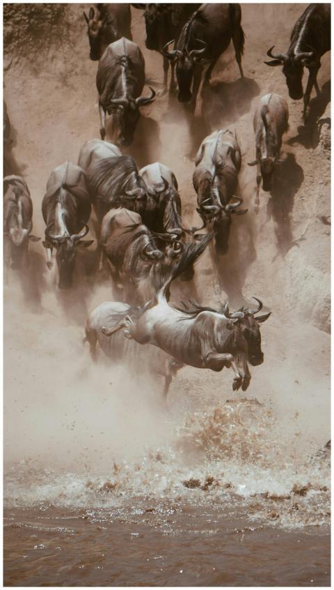 Dramatic wildebeest leap captured during a river c