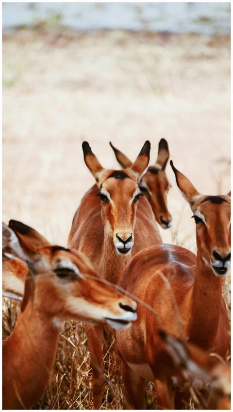 A herd of impalas standing in the African savanna