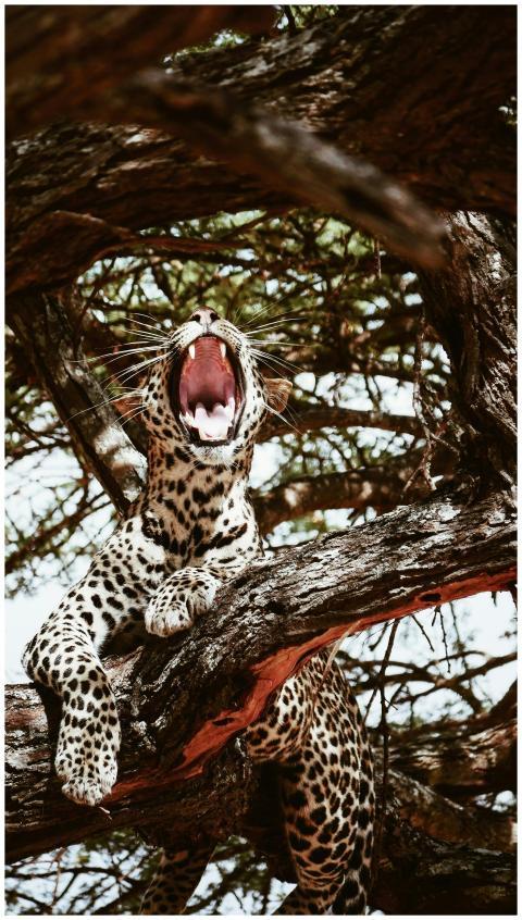 Close-up of a roaring leopard perched on a tree, s