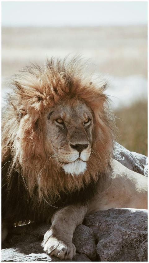 A regal lion rests on rocks in the savannah of Tan