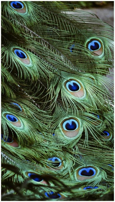 Detailed close-up of vibrant peacock feathers capt