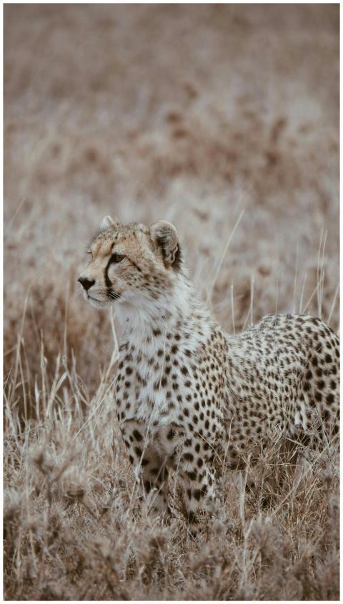 Cheetah standing alert in Tanzanian grasslands, sh