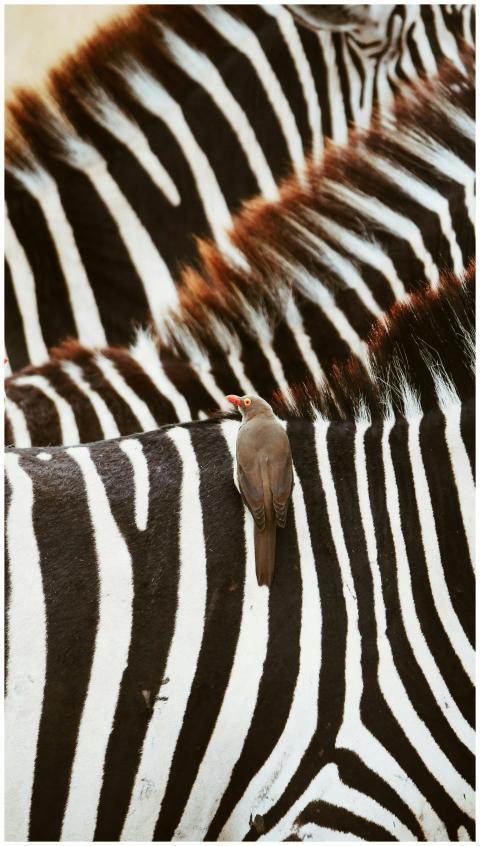 A Red-Billed Oxpecker perched on a zebra's back am