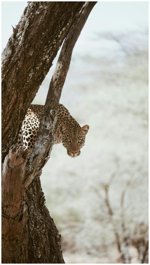 Wild African leopard peering through a tree on the