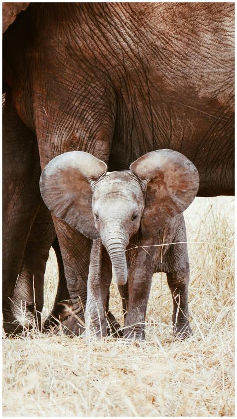 Cute baby elephant stands in the dry grass of the