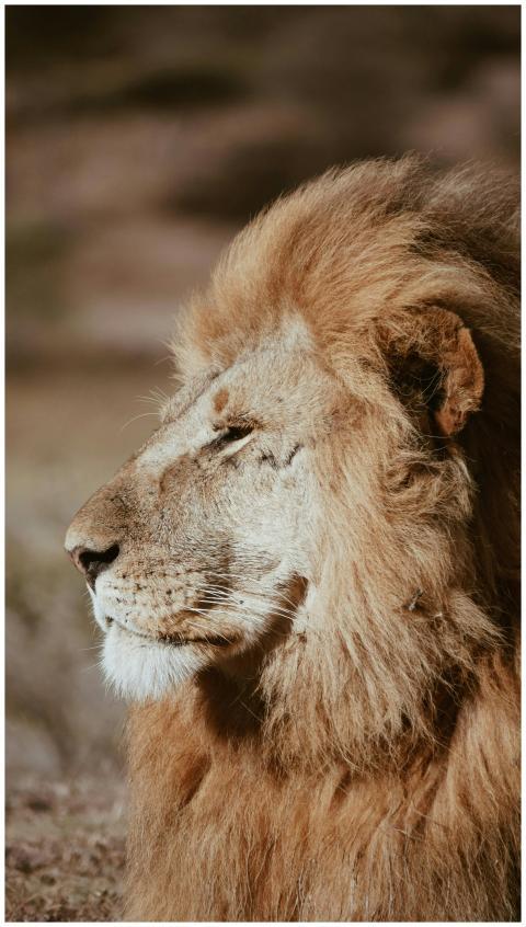 Close-up portrait of a lion in Tanzania's wilderne
