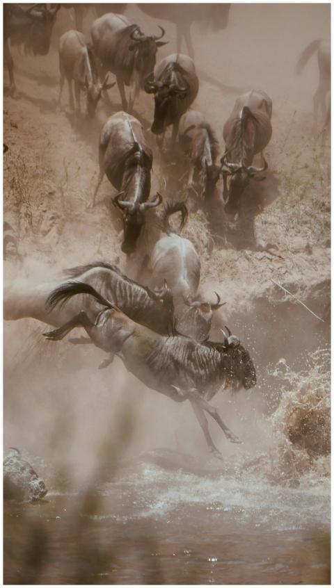 Wildlife photography capturing wildebeests in acti