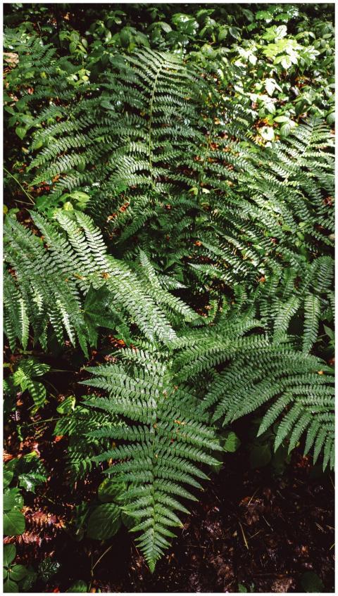 Detailed view of vibrant green fern leaves in a su