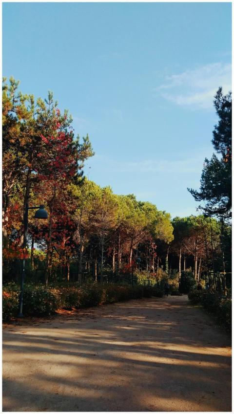 Explore a serene forest pathway in İstanbul during