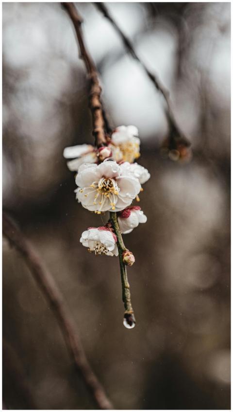 Close-up of plum blossoms in Taiwan's natural sett