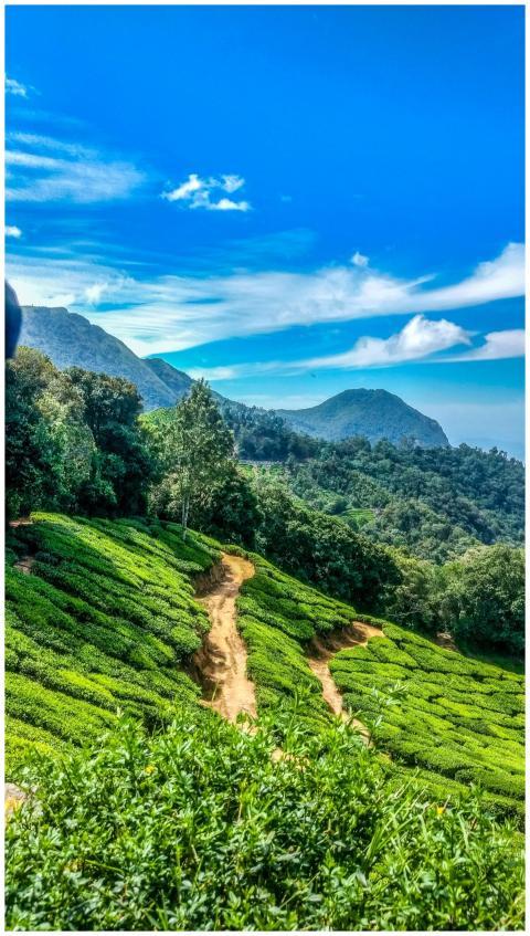 Stunning view of Munnar's tea plantations under a
