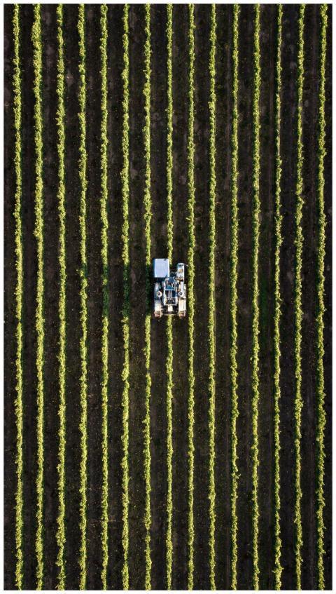 Aerial view of a tractor working in neat rows of a