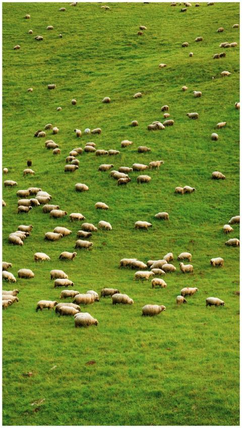 Sheep grazing on a lush green hillside, showcasing