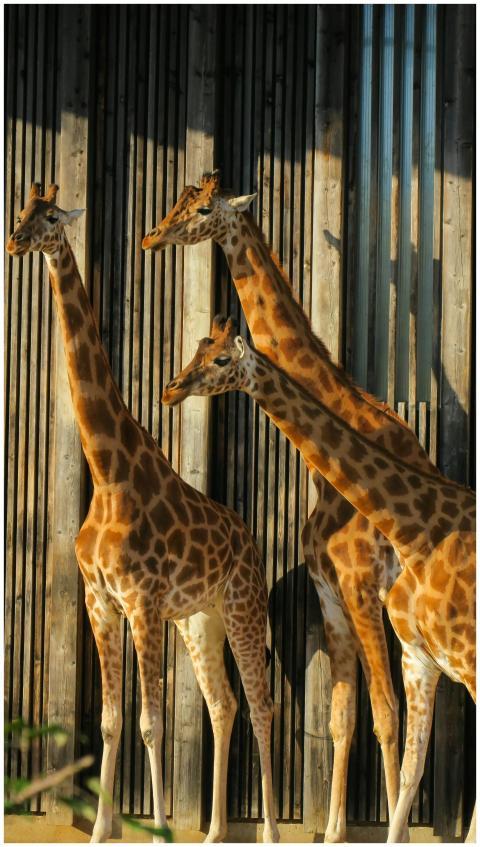 Three majestic giraffes bask in the sunlight at Ly