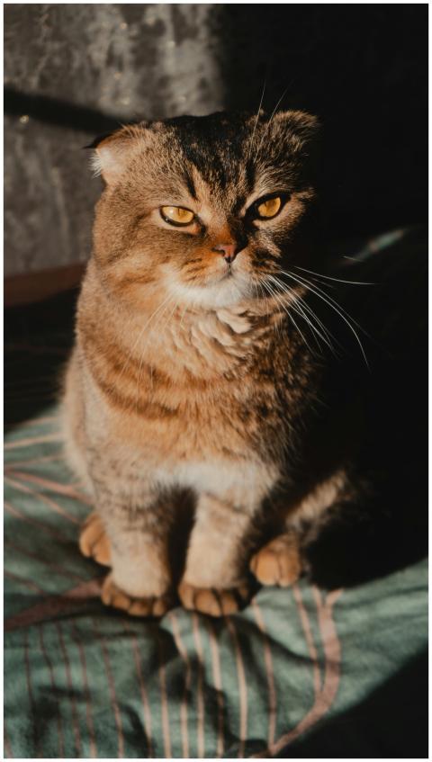 Scottish Fold cat sitting on a bed with sunlight h