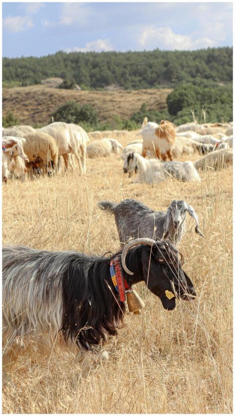 A herd of sheep and goats grazing on a dry field d