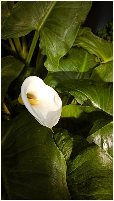Serene white arum lily surrounded by lush green le
