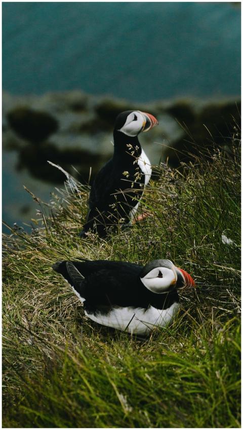 Pair of puffins resting on a grassy cliff in Icela