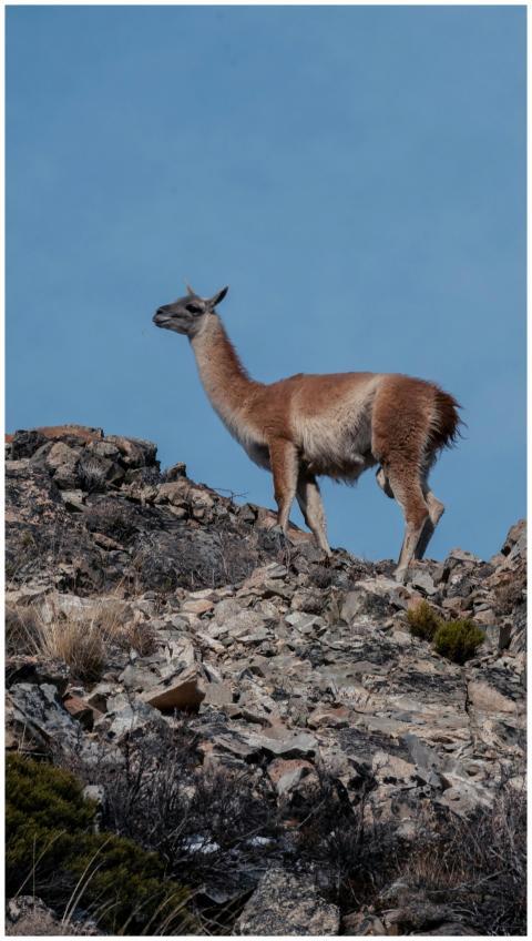 A lone guanaco stands majestically on a rocky clif