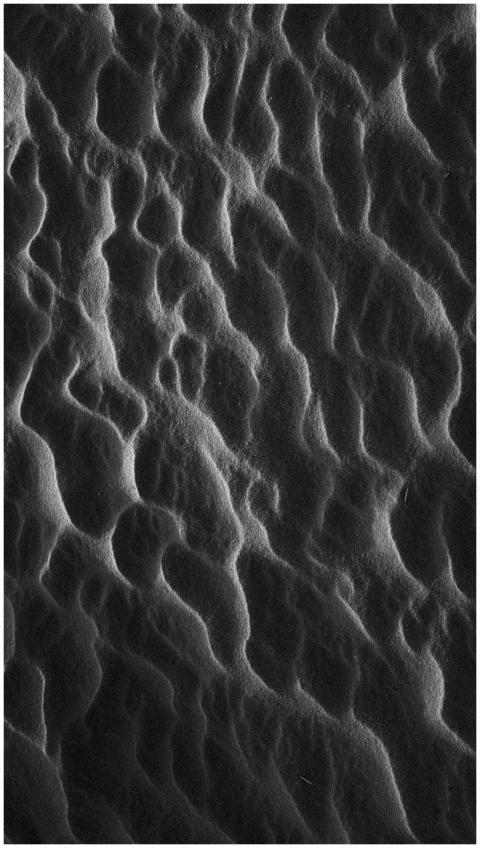 An artistic black and white photograph capturing i