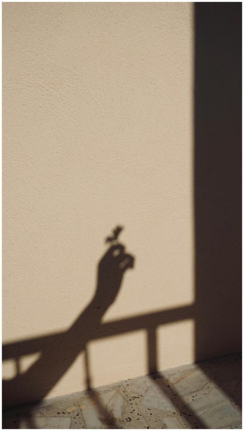 Shadow of a hand holding a flower against a smooth