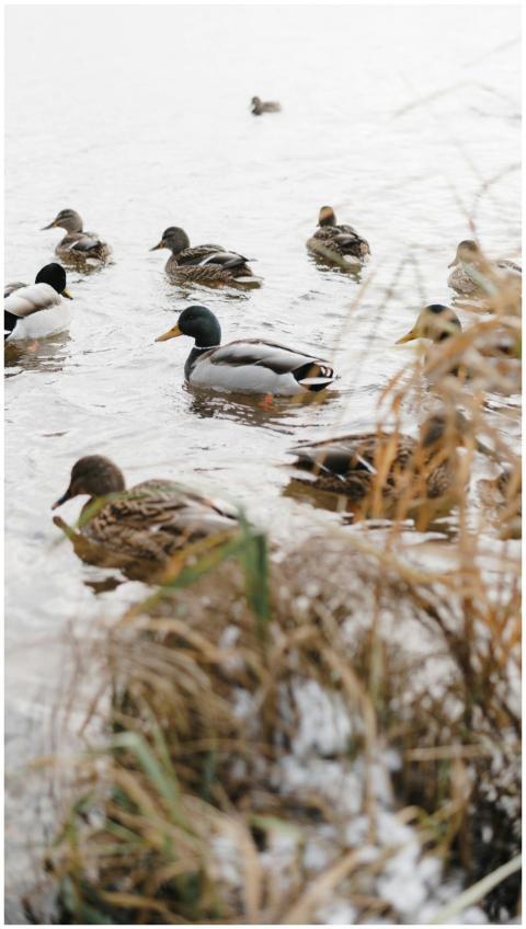 A flock of mallard ducks swimming in a lake in Min