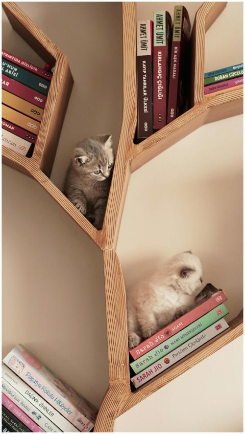 Two cute kittens playfully perched in modern woode