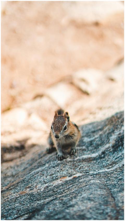 A curious chipmunk sits on a rock, captured with a