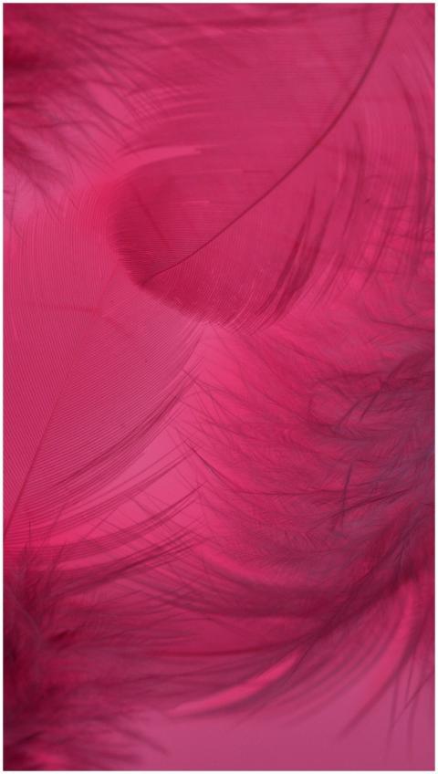 Abstract close-up of soft, delicate pink feathers