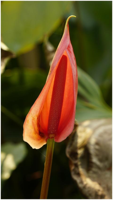 Vibrant anthurium flower close-up highlighting its