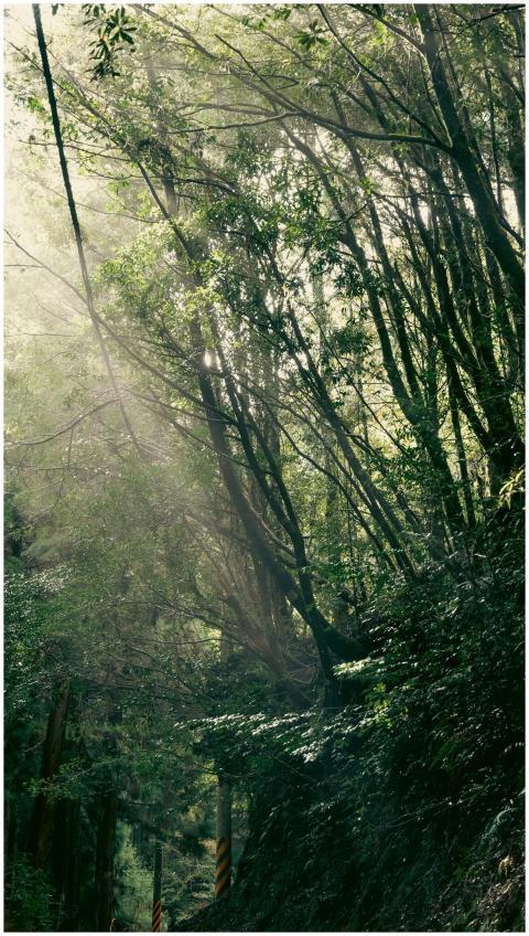 Serene forest scene with sunlight streaming throug