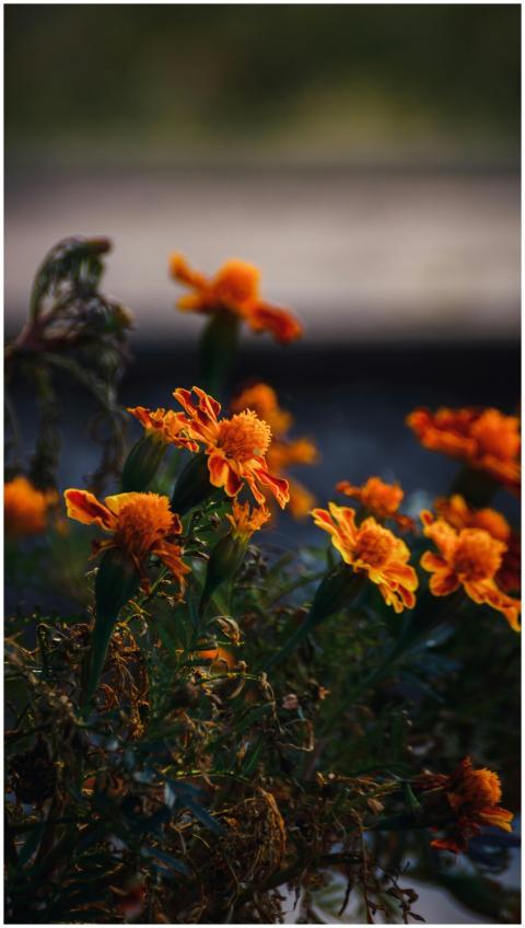Beautiful close-up of marigold flowers showcasing