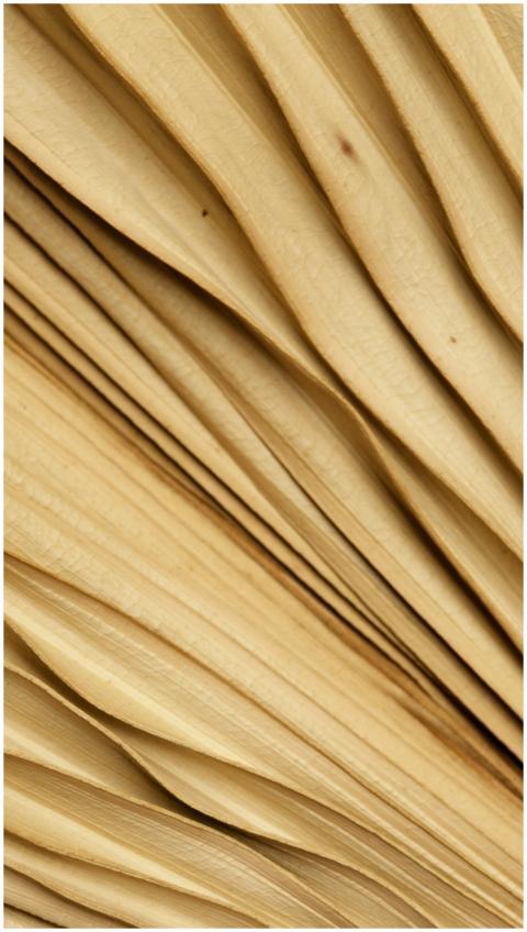 Detailed view of overlapping dried palm leaves, sh