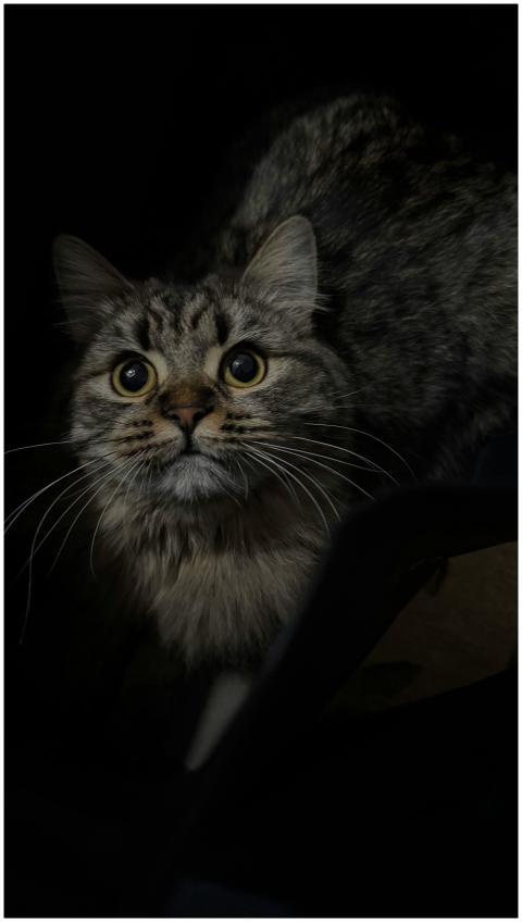 Close-up of a tabby cat with wide eyes peering out