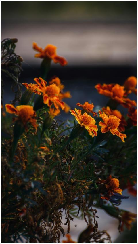 Close-up of vibrant orange marigold flowers with g
