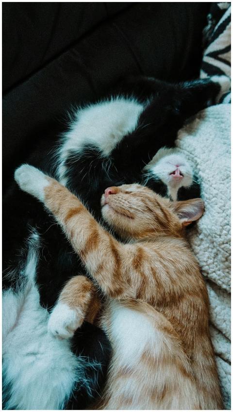 Adorable tabby and tuxedo cats sleeping together i