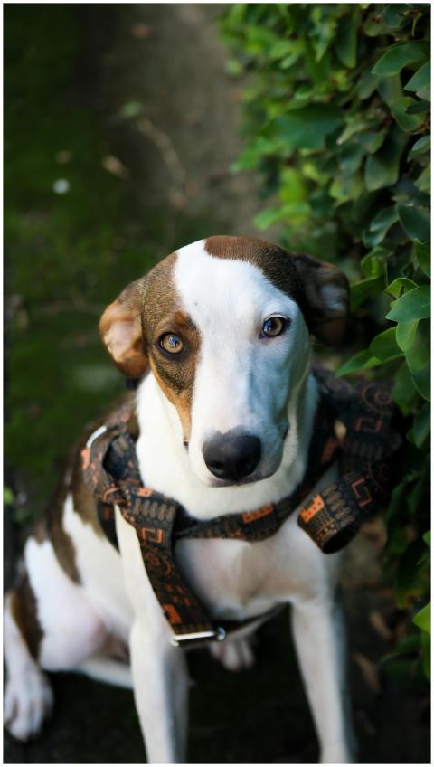Charming mixed breed dog with unique eyes sitting