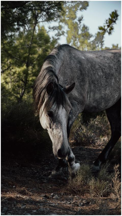 A majestic wild horse grazing in the forested area